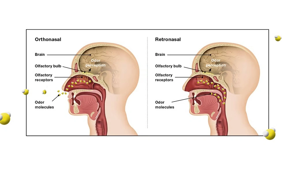The brain's perception of smell